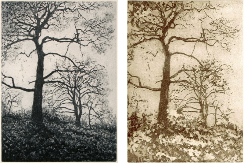 Greenwich trees, 2007 Picture