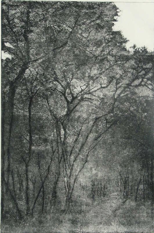 A path in the wood Picture