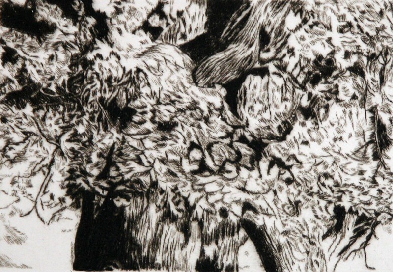 The Oak Tree  2007  Picture