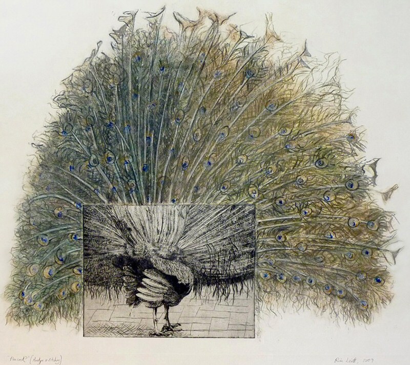 Peacock, 2009 Picture