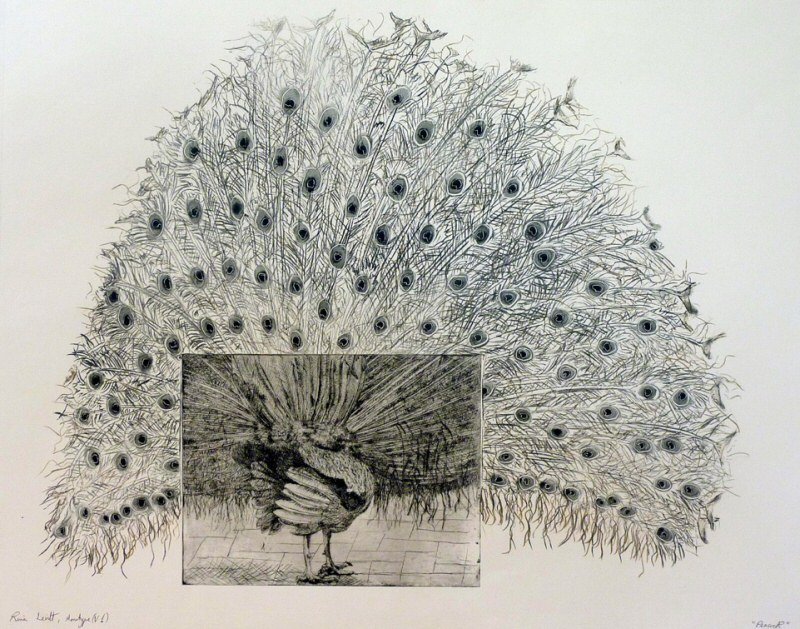 Peacock, 2009 Picture