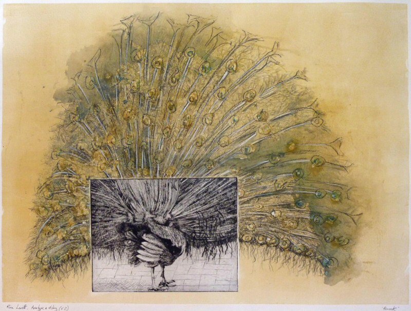 Peacock, 2009 Picture