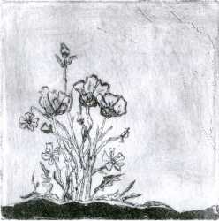 poppies