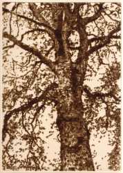 Tree, 2006